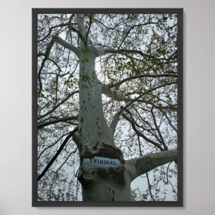 No Swimming Sign in a Tree