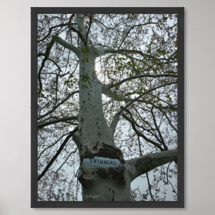 No Swimming Sign in a Tree