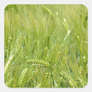 No-text green young wheat field square sticker