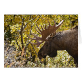 Noble Bull Moose (Front Horizontal)