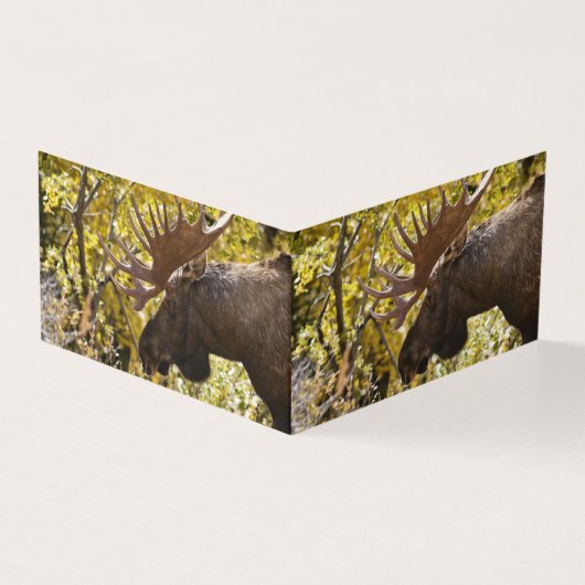 Noble Bull Moose (Outside)