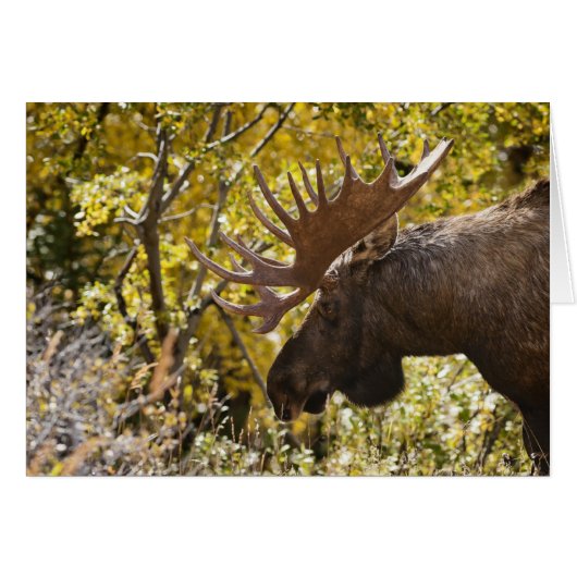 Noble Bull Moose Cards (Front Horizontal)