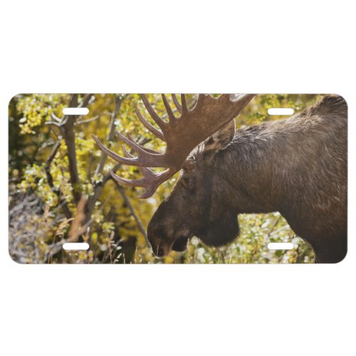 Noble Bull Moose License Plate