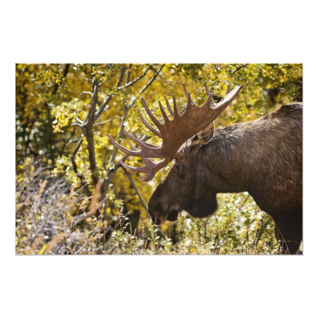 Noble Bull Moose Photo Print (Front)