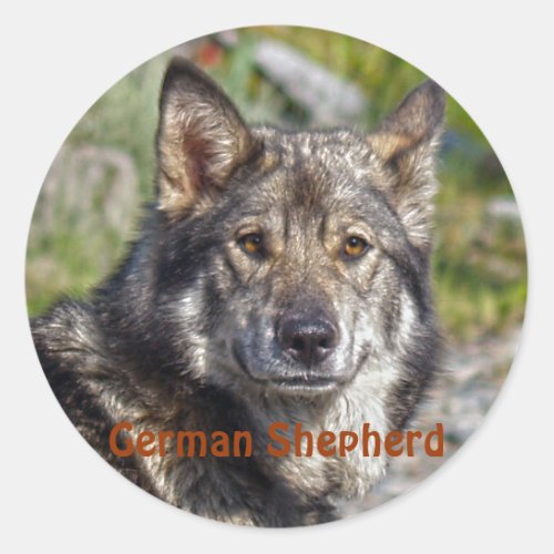 Noble German Shepherd Wolf_like Pose Classic Round Sticker