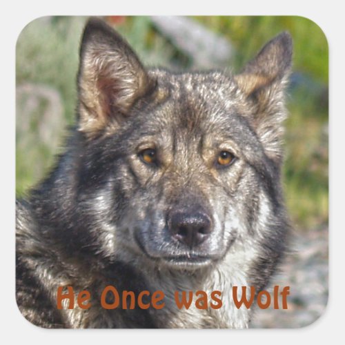 Noble German Shepherd Wolf_like Pose Square Sticker