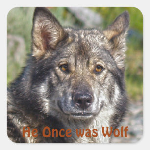 Noble German Shepherd Wolf-like Pose Square Sticker