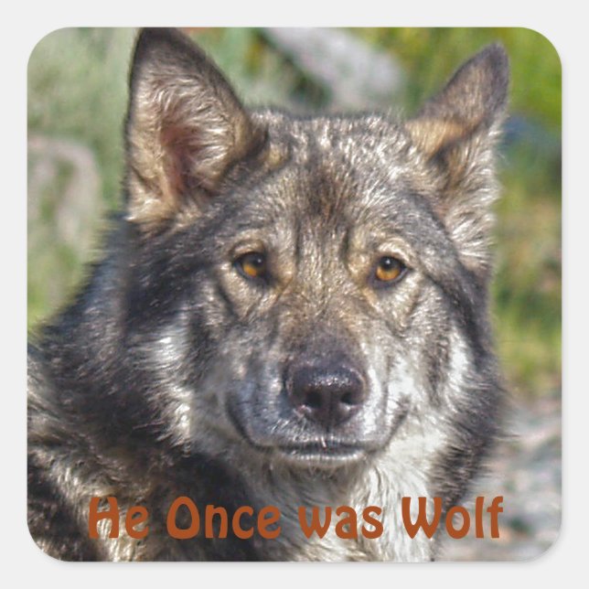 Noble German Shepherd Wolf-like Pose Square Sticker (Front)