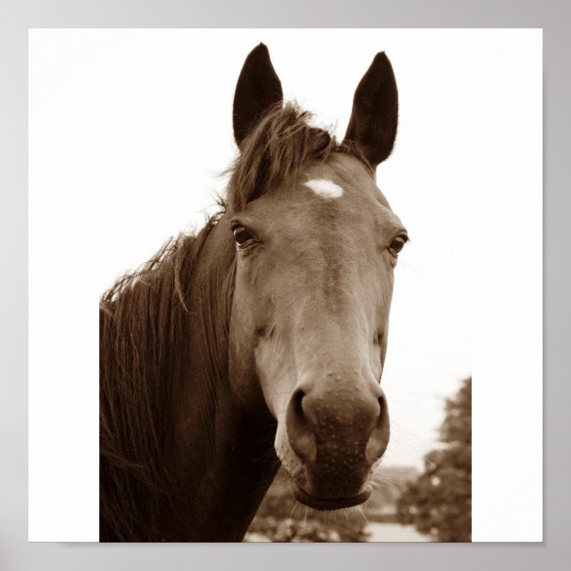 Noble Horse Poster (Front)