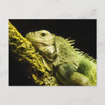 Noble Iguana Postcard by StriveDesigns at Zazzle