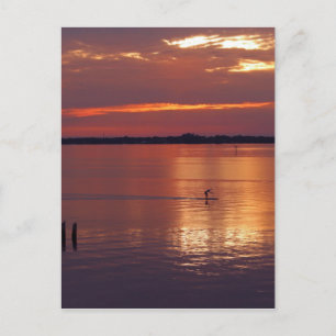 Nocturnal Paddle Boarder Returns Postcard