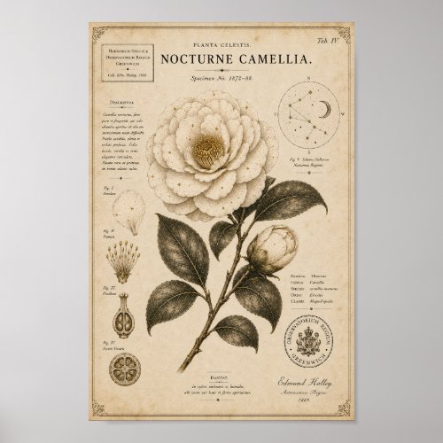 Nocturne Camellia Victorian Botanical Museum Print