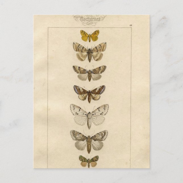 Nocturnes Postcard (Front)