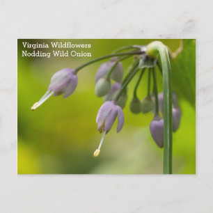 Nodding Wild Onion Virginia Wildflower Postcard