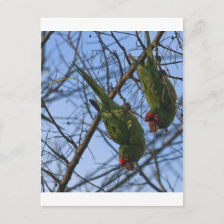 Noisy Neighbors Postcard