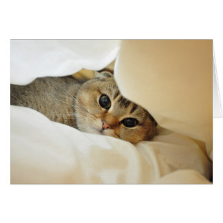 Noodles playing hide and seek cards