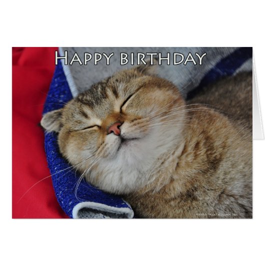 Noodles the Scottish Fold Cat is sleeping Cards (Front Horizontal)