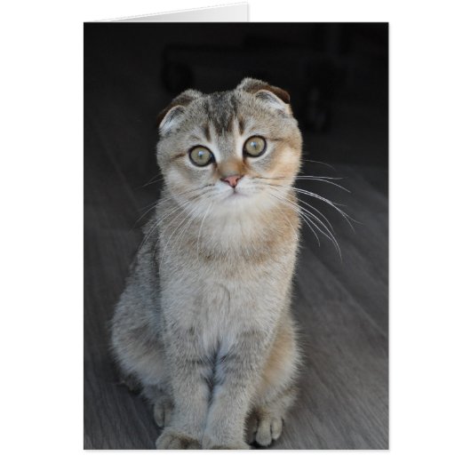 Noodles the Scottish Fold looking innocent Cards (Front)