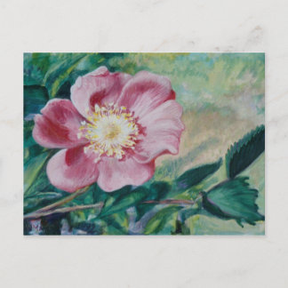 Nootka Rose ~ (Rosa nutkana) Postcard