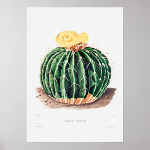 Nopal Drawing of a Cactus Flower Cactus Plant Imag Poster