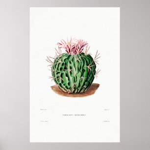 Nopal Drawing of a Cactus Flower Cactus Plant Imag Poster