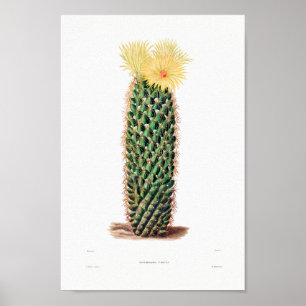 Nopal Drawing of a Cactus Flower Cactus Plant Imag Poster