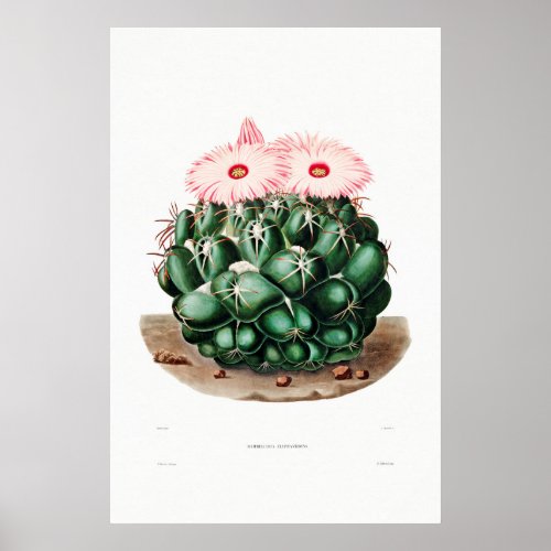 Nopal Drawing of a Cactus Flower Cactus Plant Imag Poster