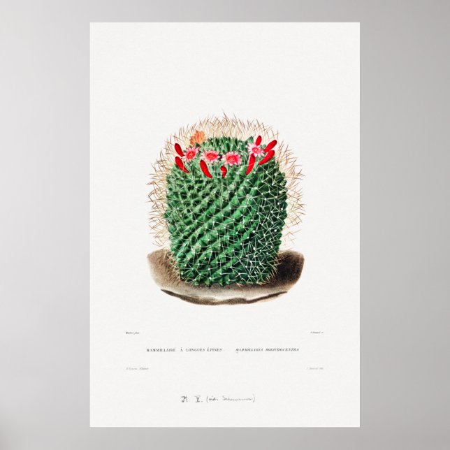 Nopal Drawing of a Cactus Flower Cactus Plant Imag Poster (Front)