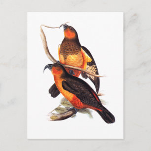 Norfolk Island Kaka Postcard