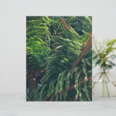 Norfolk Island Pine (Standing Front)
