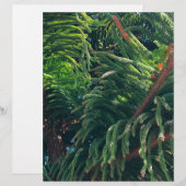 Norfolk Island Pine (Front/Back)
