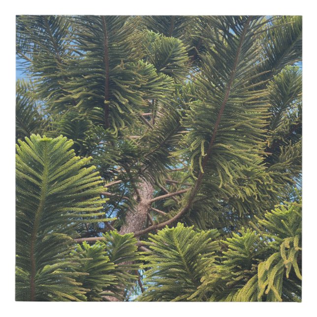 Norfolk Island Pine Trunk and Needlds Faux Canvas Print (Front)