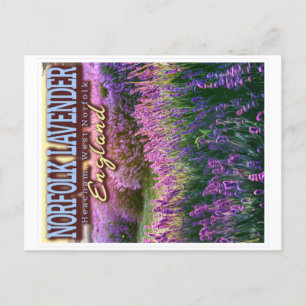 NORFOLK LAVENDER - LAVENDER FIELD NORFOLK ENGLAND POSTCARD