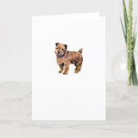 Norfolk Terrier