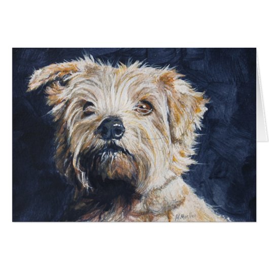 Norfolk Terrier head study Cards (Front Horizontal)