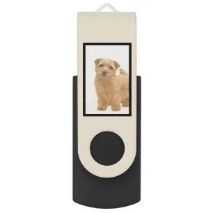 Norfolk Terrier Painting - Original Dog Art Flash Drive