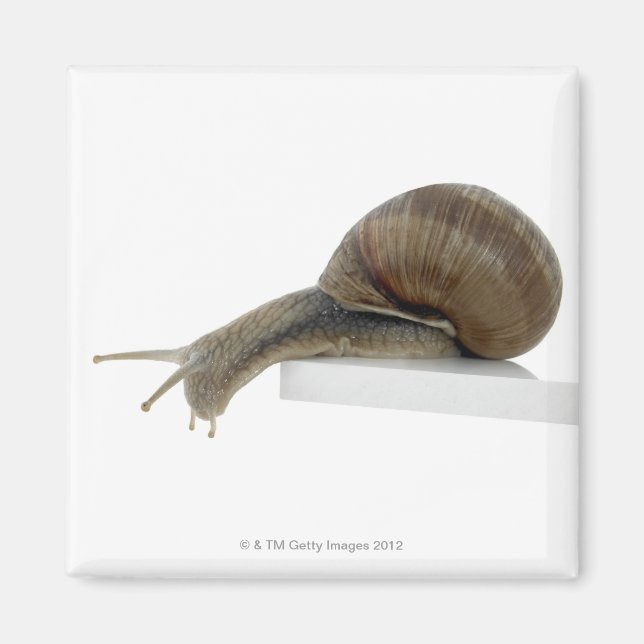 Normalsnail Magnet (Front)