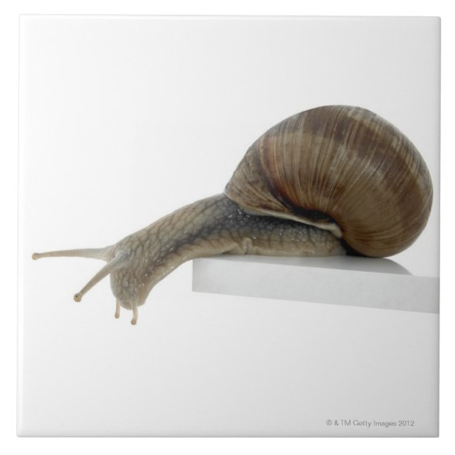 Normalsnail Tile (Front)