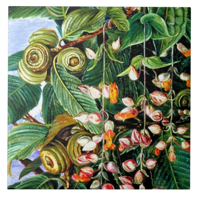 North - A Darjeeling Oak, fine art, Ceramic Tile (Front)