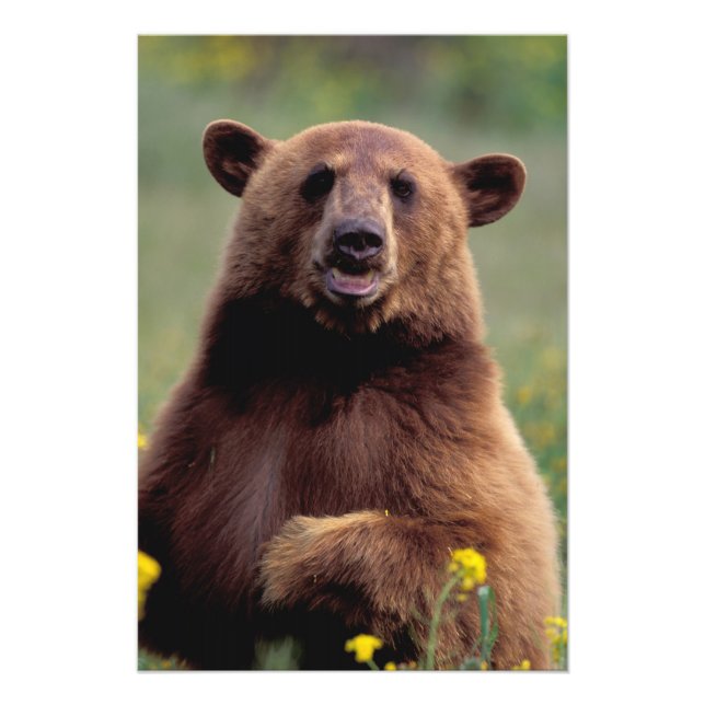 North America, California, cinnamon Black bear Photo Print (Front)