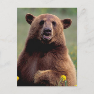 North America, California, cinnamon Black bear Postcard