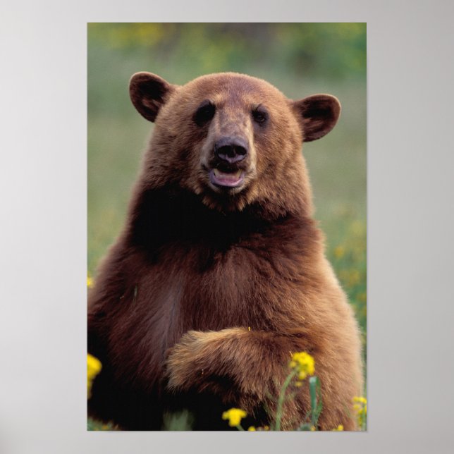 North America, California, cinnamon Black bear Poster (Front)