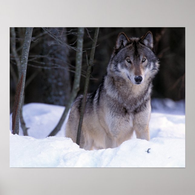 North America, Canada, Eastern Canada, Gray wolf Poster (Front)