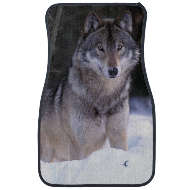 North America, Canada, Eastern Canada, Grey wolf Car Mat (Front)