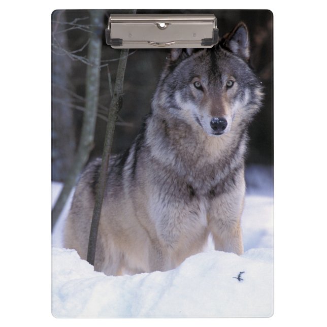North America, Canada, Eastern Canada, Grey wolf Clipboard (Front)