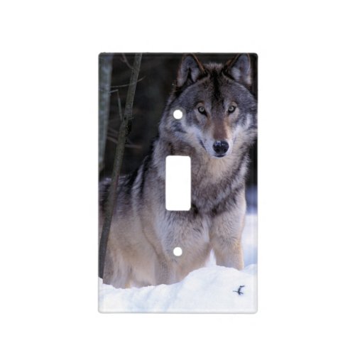 North America Canada Eastern Canada Grey wolf Light Switch Cover