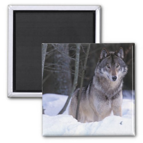North America Canada Eastern Canada Grey wolf Magnet