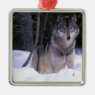 North America, Canada, Eastern Canada, Grey wolf Metal Ornament