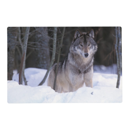 North America, Canada, Eastern Canada, Grey Wolf Placemat
