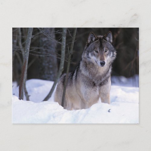 North America Canada Eastern Canada Grey wolf Postcard